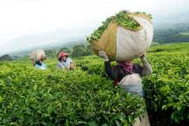 قیمت خرید برگ سبز چای ۳۰درصد افزایش یافت