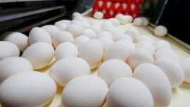    صادرات ۲۰ هزار تن تخم مرغ  در فروردین امسال صادر شد