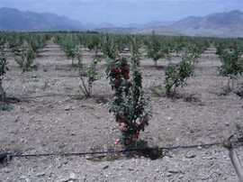 اتمام طرح کاشت ۱۰۰۰ هکتار بذر بادام اسکوپاریا در هلدینگ پتروپالایش اصفهان