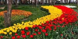 شهردار اصفهان: یک و نیم میلیون قلمه گل در آستانه نوروز در شهر اصفهان کاشته شد