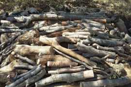 جزای نقدی قاچاقچی چوب های بلوط در فلاورجان