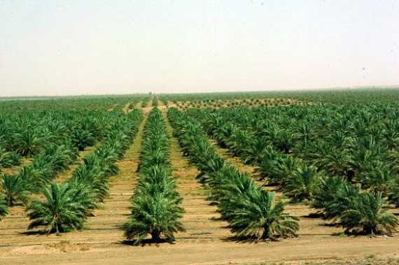 کاشت ۱۱۰ اصله درخت در اصفهان
