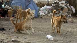 مدیرکل هماهنگی و نظارت بر خدمات شهری شهرداری اصفهان اعلام کرد:زنده گیری بیش از 1360 سگ بدون صاحب 